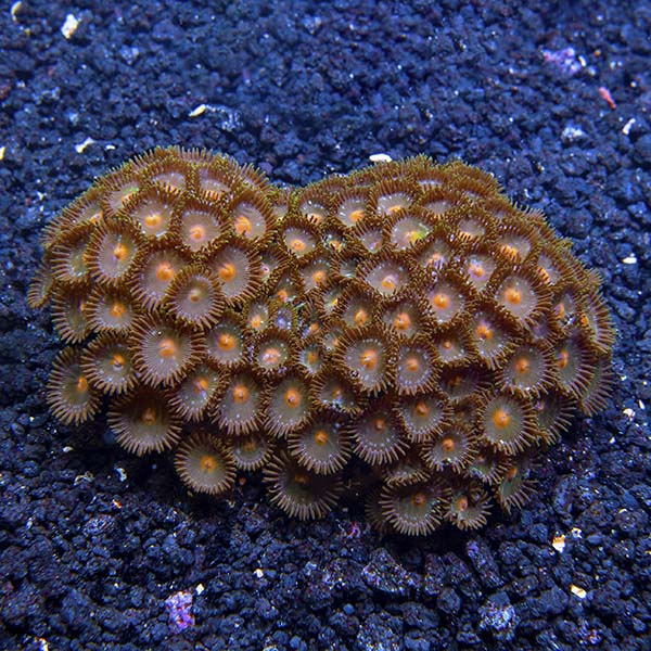 Colony Polyp, Orange Spot