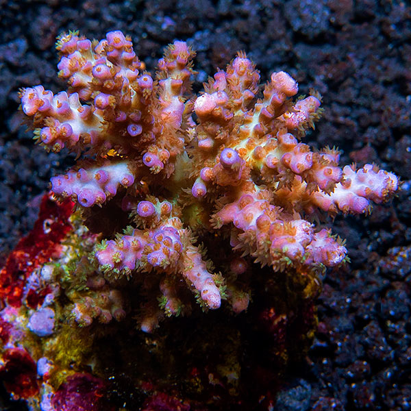 Acropora plana