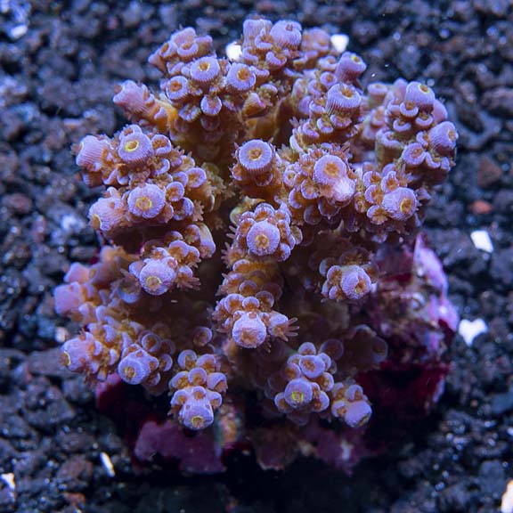 Acropora tenuis