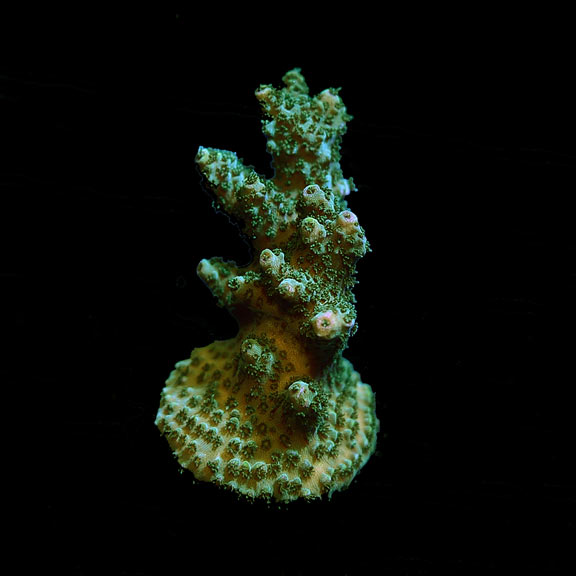 Green Planet Acropora Coral, Aquacultured ORA® Green Planet Acropora Coral, Aquacultured ORA®