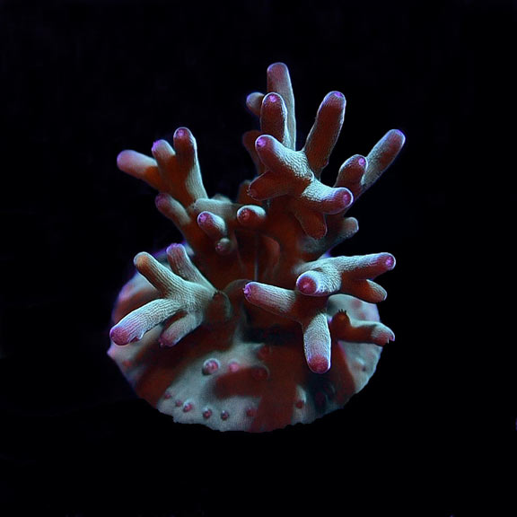 Aquacultured Hawkin's Blue echinata Coral Aquacultured Hawkin's Blue echinata Coral