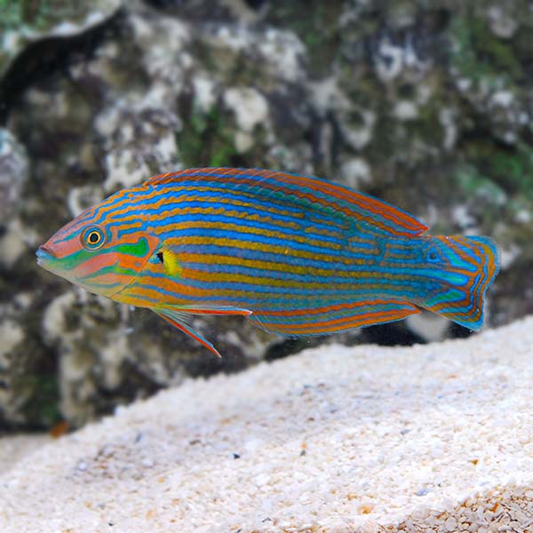 Melanurus Wrasse