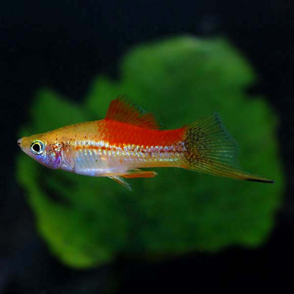 Pineapple Swordtails