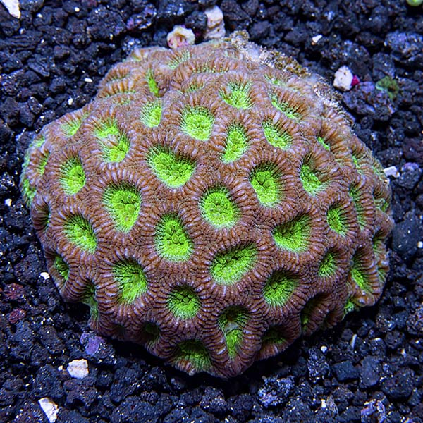 Montastrea Coral Montastrea Coral