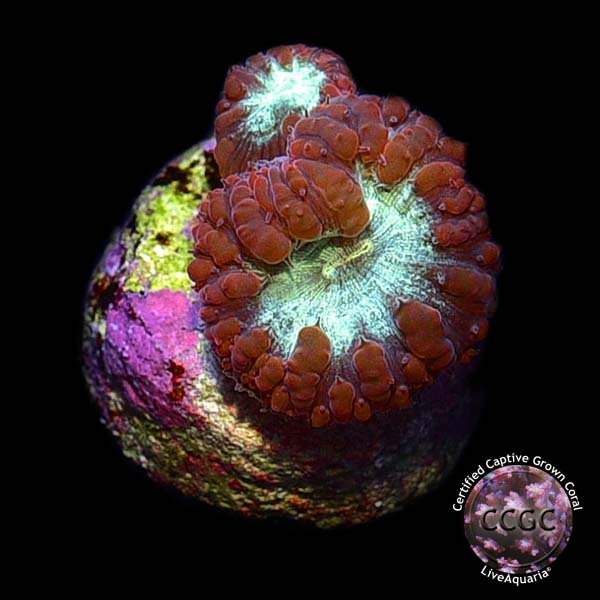 LiveAquaria® CCGC Aquacultured Red Australian Big Polyp Blastomussa Coral LiveAquaria® CCGC Aquacultured Red Australian Big Polyp Blastomussa Coral