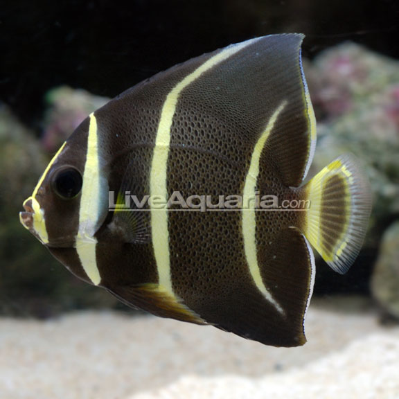 Gray (Black) Angelfish