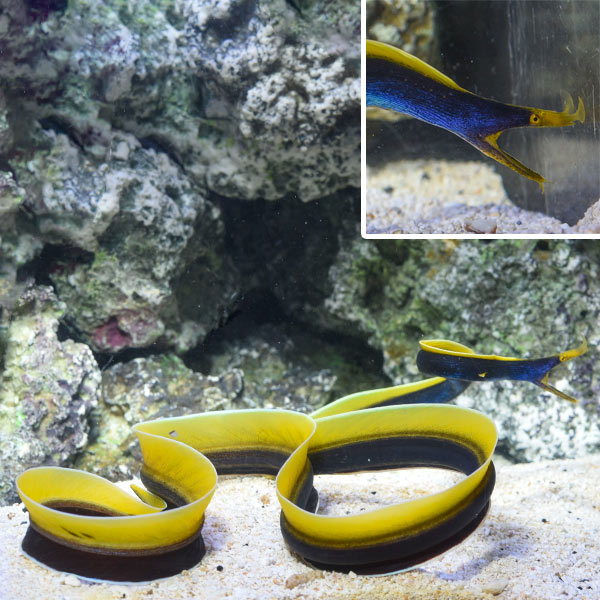 Blue Ribbon Eel EXPERT ONLY