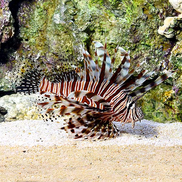 Volitan Lionfish