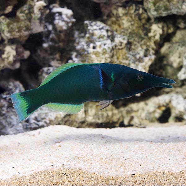 Bird Wrasse 