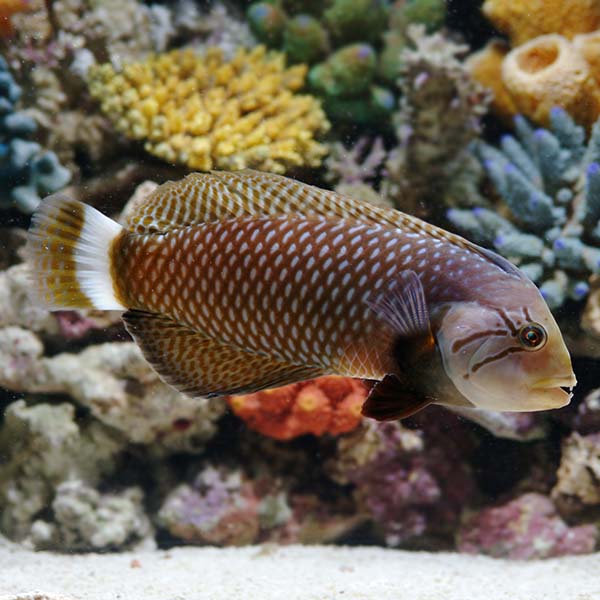 Dragon Wrasse: Saltwater Aquarium Fish 