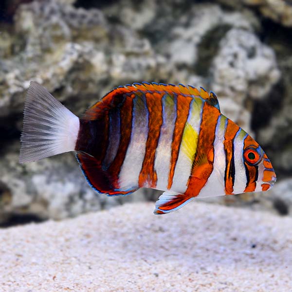 reef fish for sale