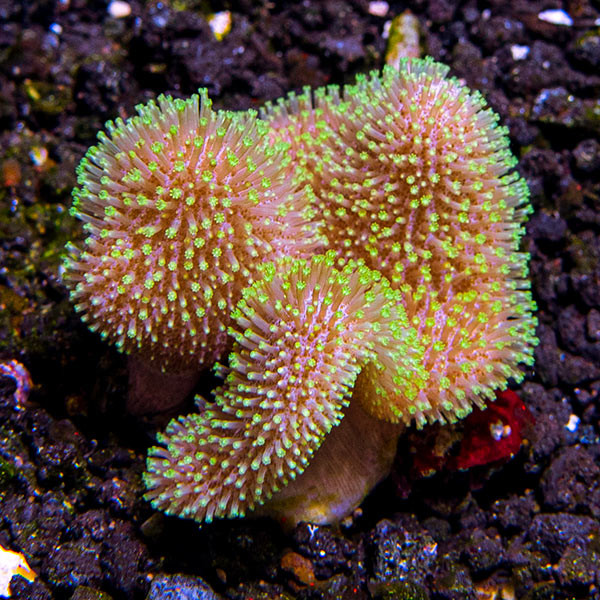 Green Polyp Toadstool Mushroom Leather Coral