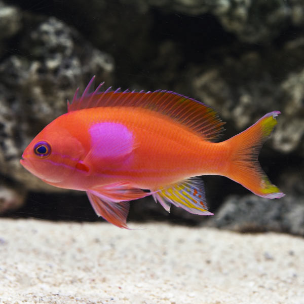 Squareback Anthias