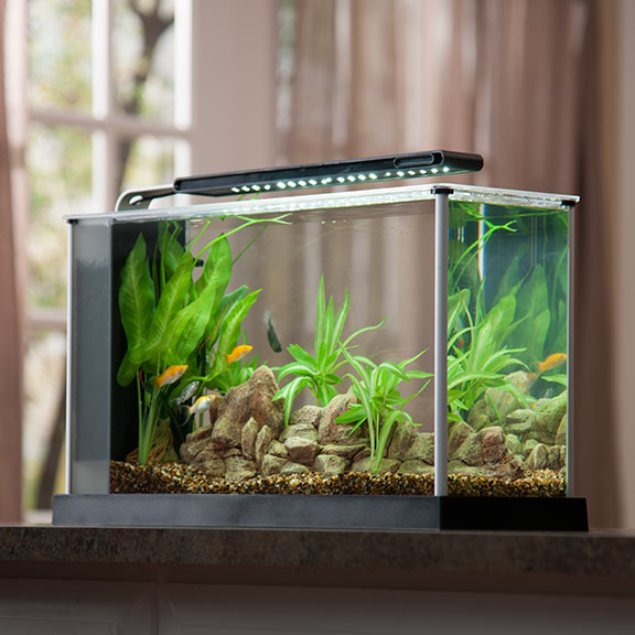 fluval freshwater tank