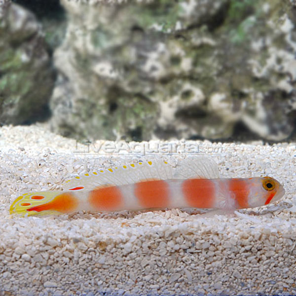 Pinkbar Goby