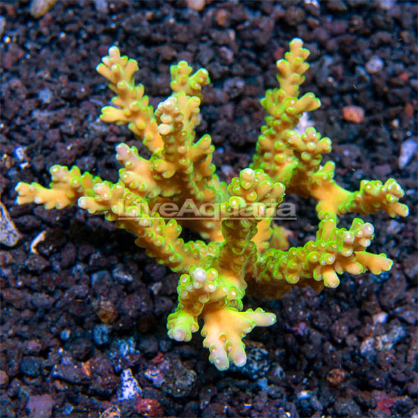 Green Acropora loripes