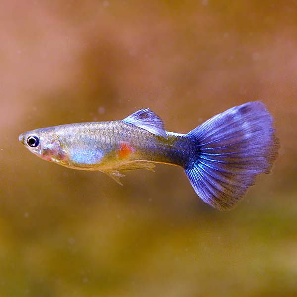 Blue Mosaic Guppy, Male