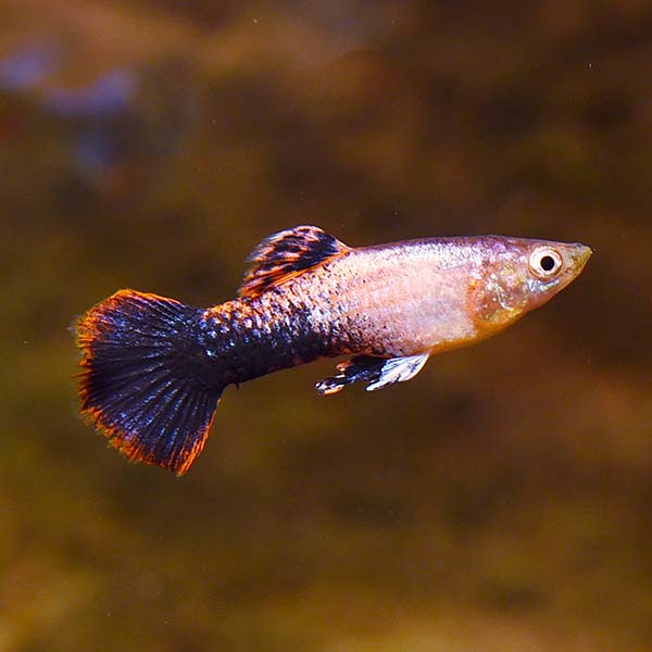 Pink Tuxedo Guppy, Male