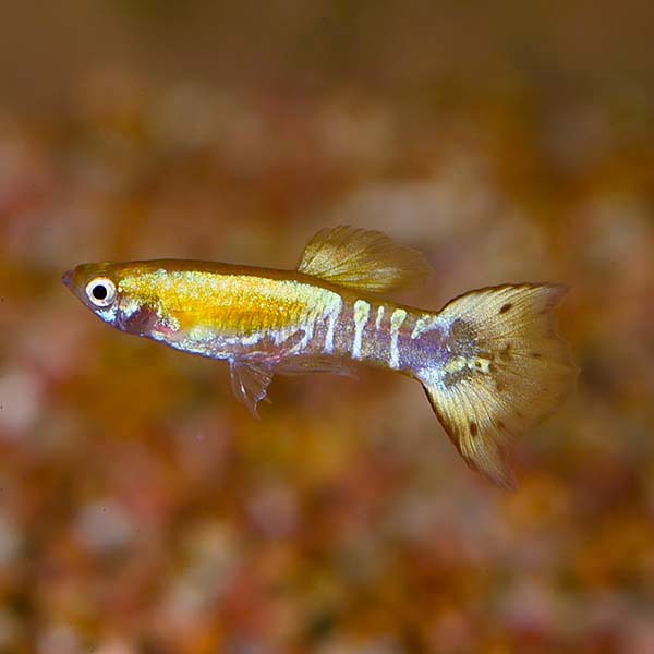 Tricolor Guppy, Male Tricolor Guppy, Male