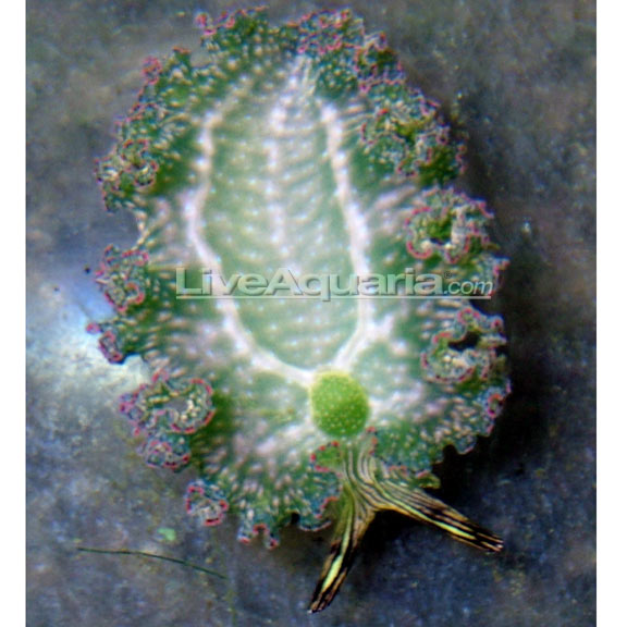 Lettuce Sea Slug