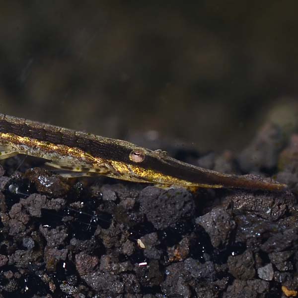 Farlowella Catfish Farlowella Catfish