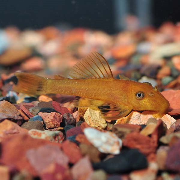 Bushy Nose (L-144) Bristlenose Plecostomus, Orange: Tropical Fish for  Freshwater Aquariums