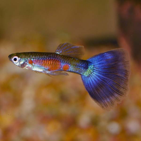 Purple Delta Guppy, Male