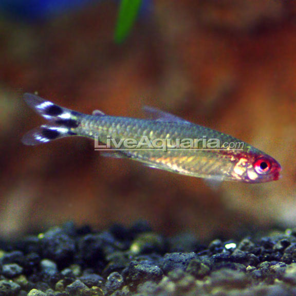 Rummynose Tetra EXPERT ONLY Rummynose Tetra EXPERT ONLY