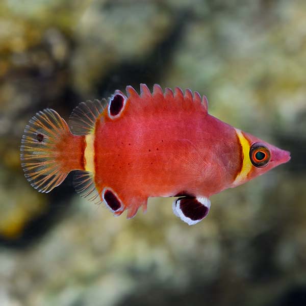 Yellow Banded Possum Wrasse