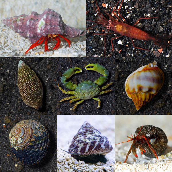 Reef Cleaner Packages Reef Cleaner Packages
