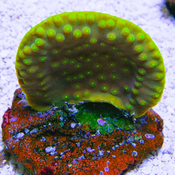 ORA® Aquacultured Scroll Coral