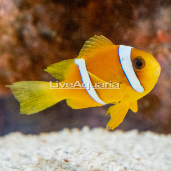 Two Banded Clownfish Two Banded Clownfish
