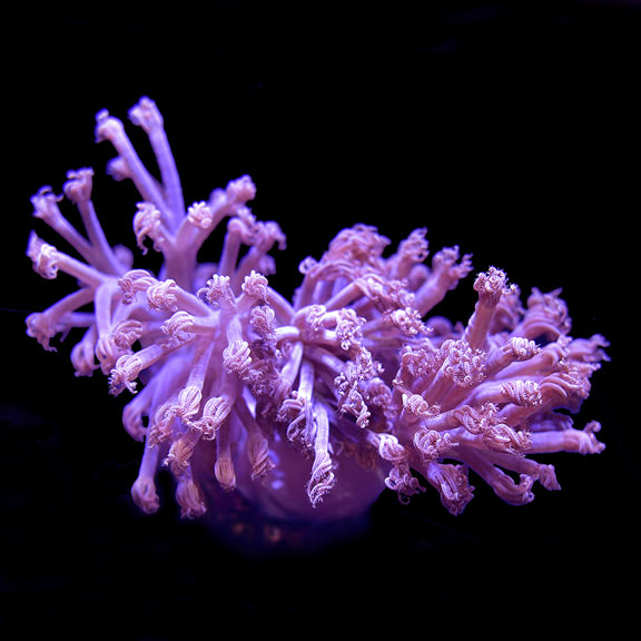 ORA® Aquacultured Vargas Cespitularia Coral