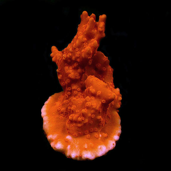 ORA® Aquacultured Setosa Montipora Coral ORA® Aquacultured Setosa Montipora Coral