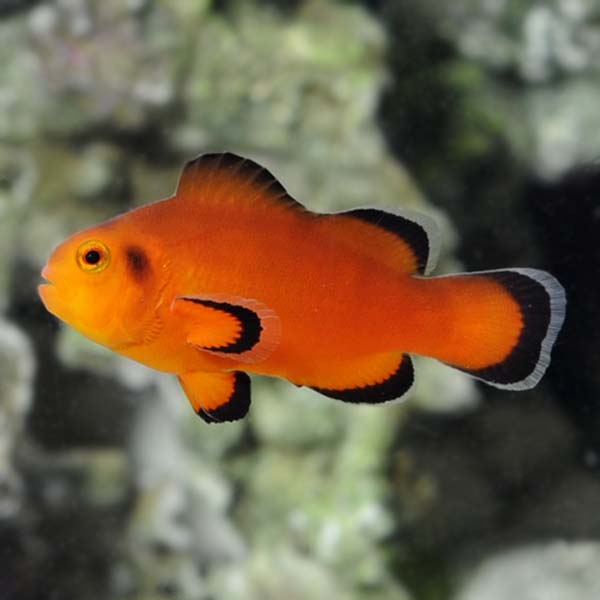 Captive-Bred Naked Ocellaris Clownfish Captive-Bred Naked Ocellaris Clownfish