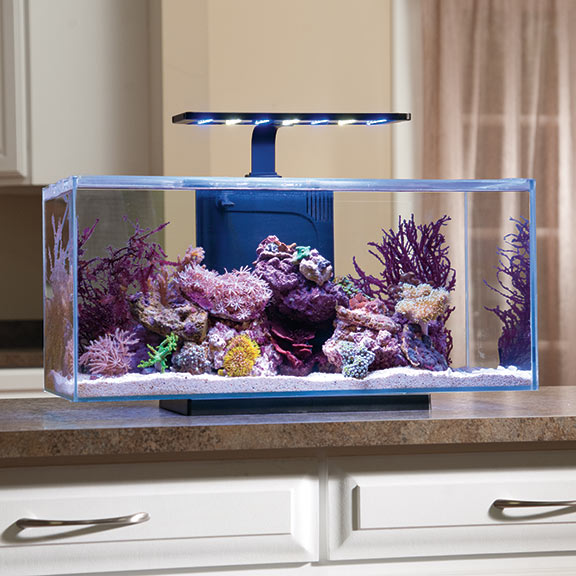 JBJ Rimless Desktop Aquarium | Aquarium 