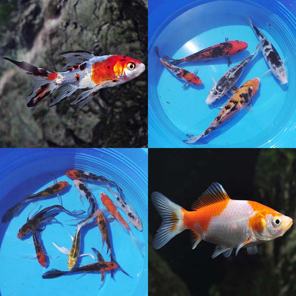 Koi & Pond Fish 12 Pack Koi & Pond Fish 12 Pack