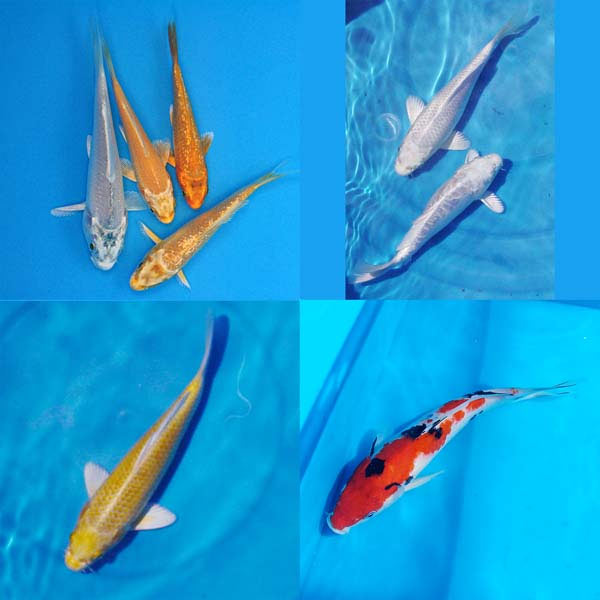 Imported Koi 20 Pack