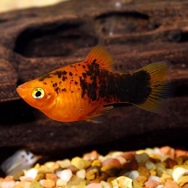 Painted Platy: Tropical Fish for 