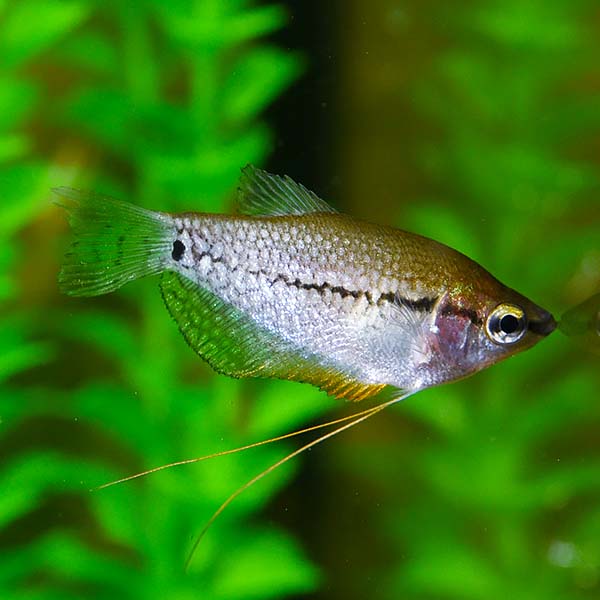 Pearl Gourami Group