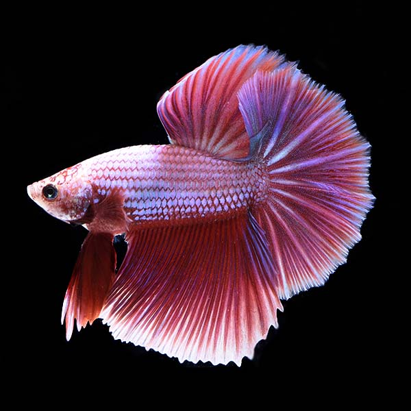 Premium Halfmoon Dragon Scale Betta - Male Premium Halfmoon Dragon Scale Betta - Male