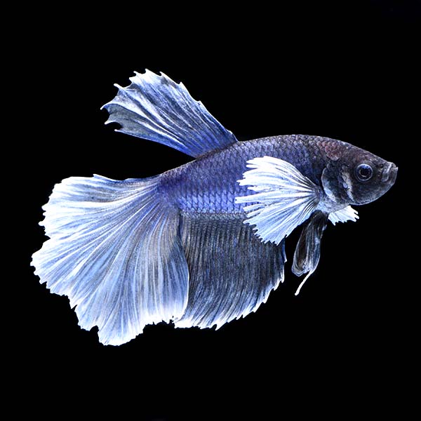 Ultra Premium Elephant Ear Betta - Male