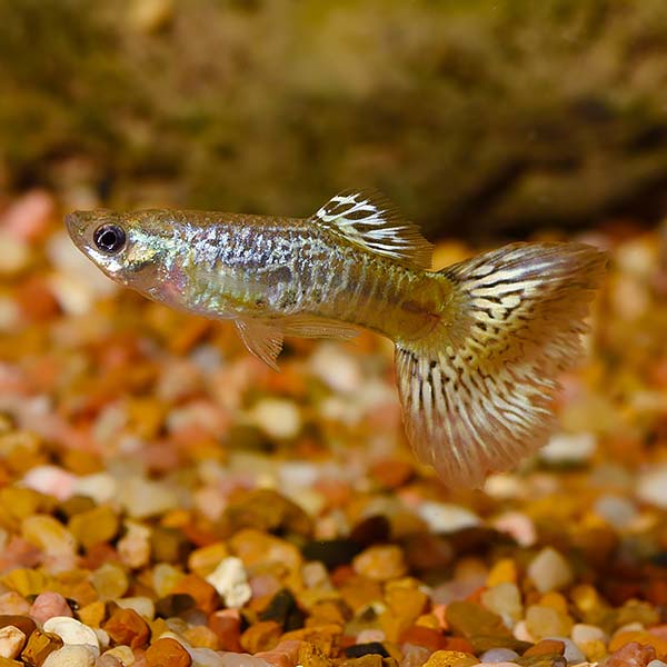 Green Cobra Guppy Group, Male