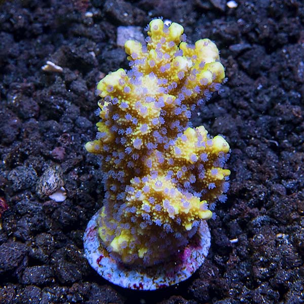 ORA® Aquacultured Marshall Island Lantana Coral