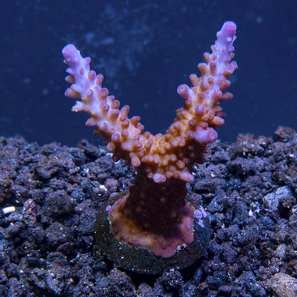 ORA® Aquacultured Miami Orchid Coral ORA® Aquacultured Miami Orchid Coral