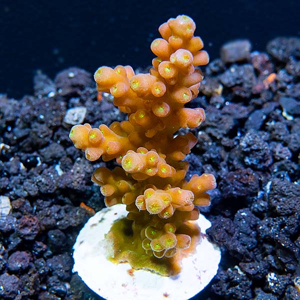 ORA® Aquacultured Marshall Island Green Subulata Acropora ORA® Aquacultured Marshall Island Green Subulata Acropora