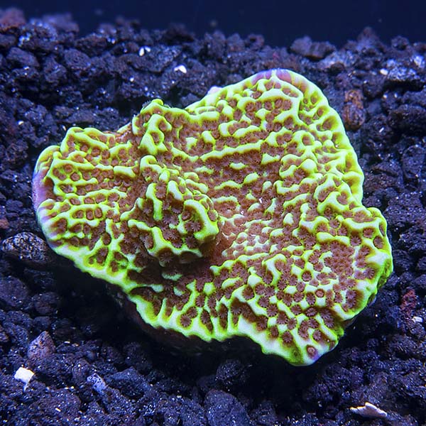 ORA® Aquacultured Confusa Montipora Coral