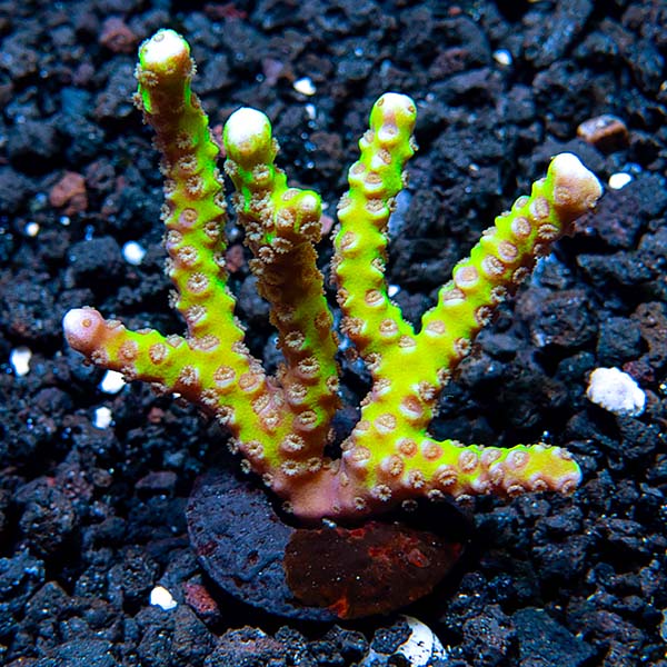 ORA® Aquacultured Neon Green Anacropora Coral ORA® Aquacultured Neon Green Anacropora Coral