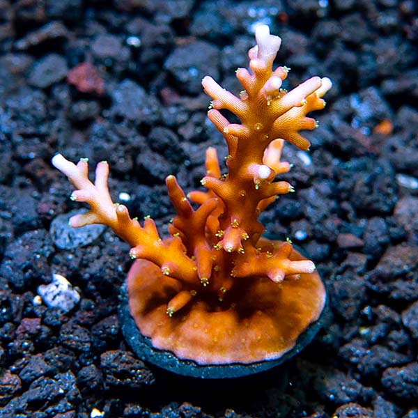 ORA® Aquacultured Scorchin’ Torch Acropora Coral ORA® Aquacultured Scorchin’ Torch Acropora Coral