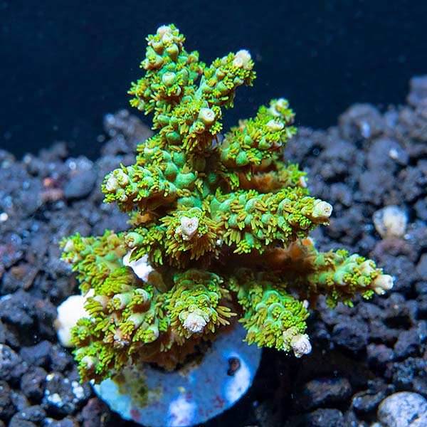 ORA® Aquacultured Marshall Island Purple Tip Nana Acropora ORA® Aquacultured Marshall Island Purple Tip Nana Acropora